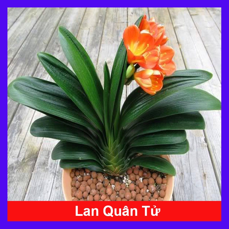 Cây lan quân tử - cây cảnh để bàn + tặng phân bón cho cây