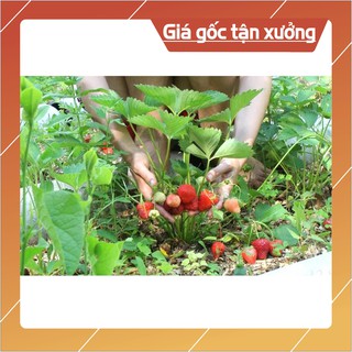 Hạt giống Dâu tây Đỏ QUẢ SIÊU TO và NĂNG SUẤT 100 Hạt Hạt giống