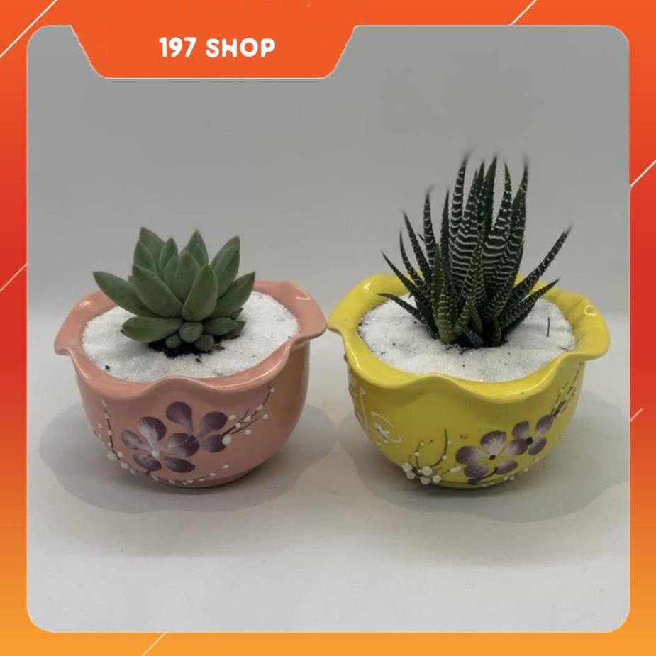 Bộ 2 Cây Mini - 10x10x15 Cm - Dáng Bán Cầu - Sen Đá Móng Rồng, Sen Đá Chuỗi Ngọc Đứng & Chậu Trồng C