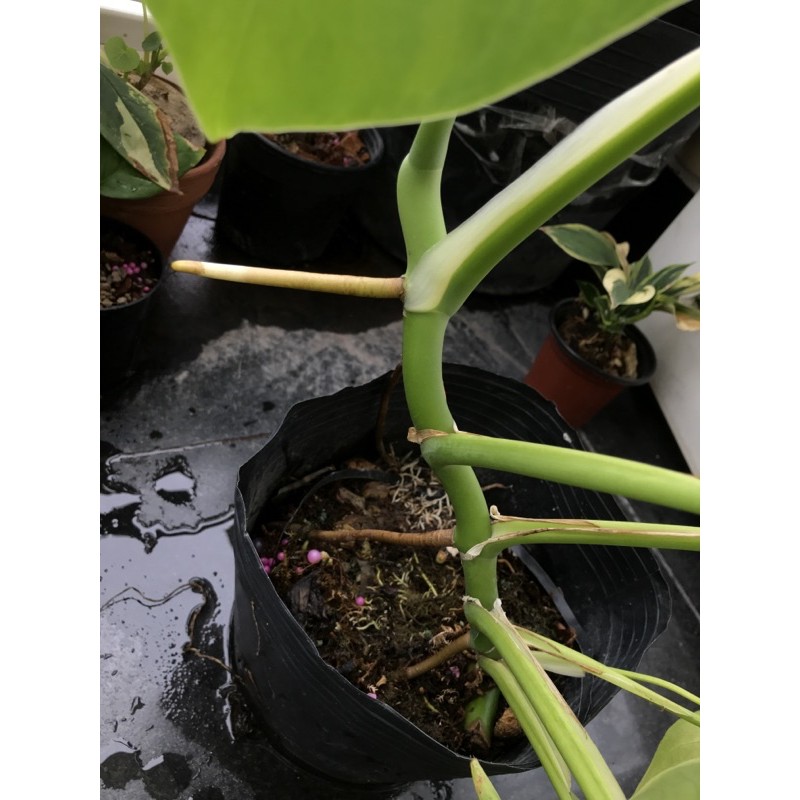 Trầu Bà Lá Xẻ Dòng Leo - Monstera Borsigiana