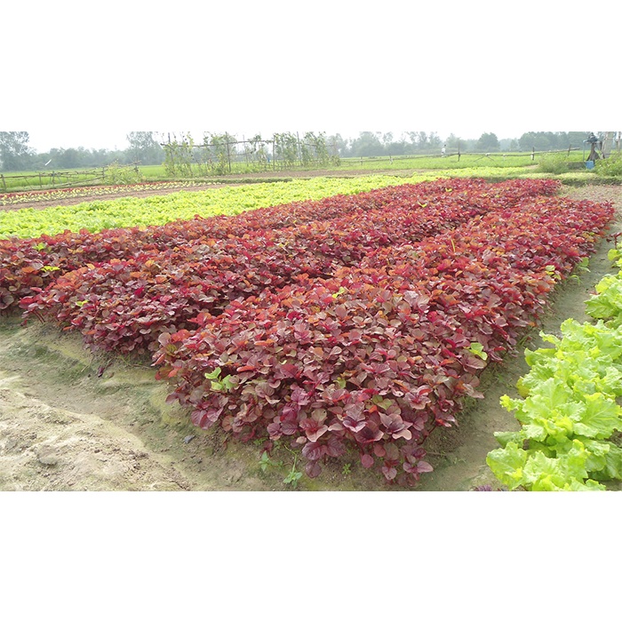 Hạt Giống Rau Dền Đỏ | SL: 10 GRAM