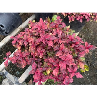 Cây ruby lá đỏ trồng công trình, cảnh quan sân vườn