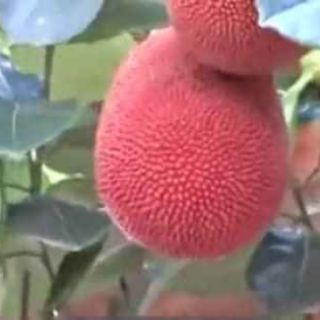 CÂY MÍT ĐỎ chuẩn giống