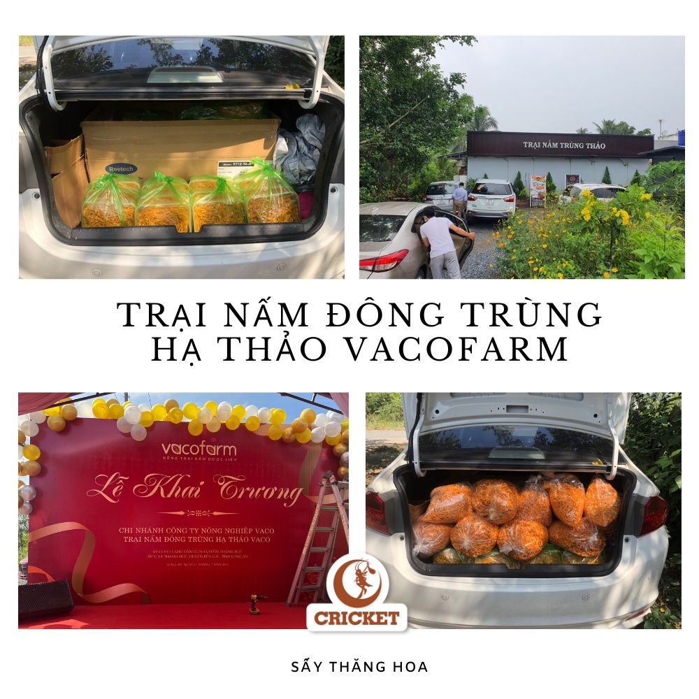 Đông Trùng Hạ Thảo Sấy Thăng Hoa Hũ 15g - Sản phẩm thượng hạng tốt cho sức khoẻ-Nguyên Liệu Trà Sữa CRICKET