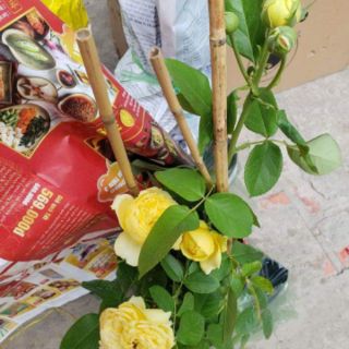 Hoa Hồng trứng Catalina(tặng kèm phân bón)