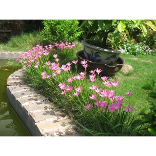 Combo 10 củ hoa tóc tiên/huệ mưa sz to