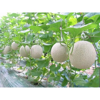 HẠT GIỐNG DƯA LƯỚI TRÒN ( LÕI XANH)