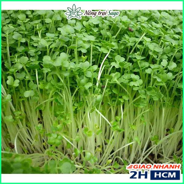 Hạt giống Rau Mầm Rau Muống Nảy Mầm Tốt, Nhanh Thu Hoạch (gói 100gr) - Nông Trại Sago