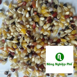 40 hạt giống ngô 7 màu PHUNONG