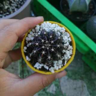 Xương rồng Gymno vân gieo hạt