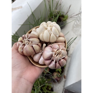 Tỏi khô, củ tỏi