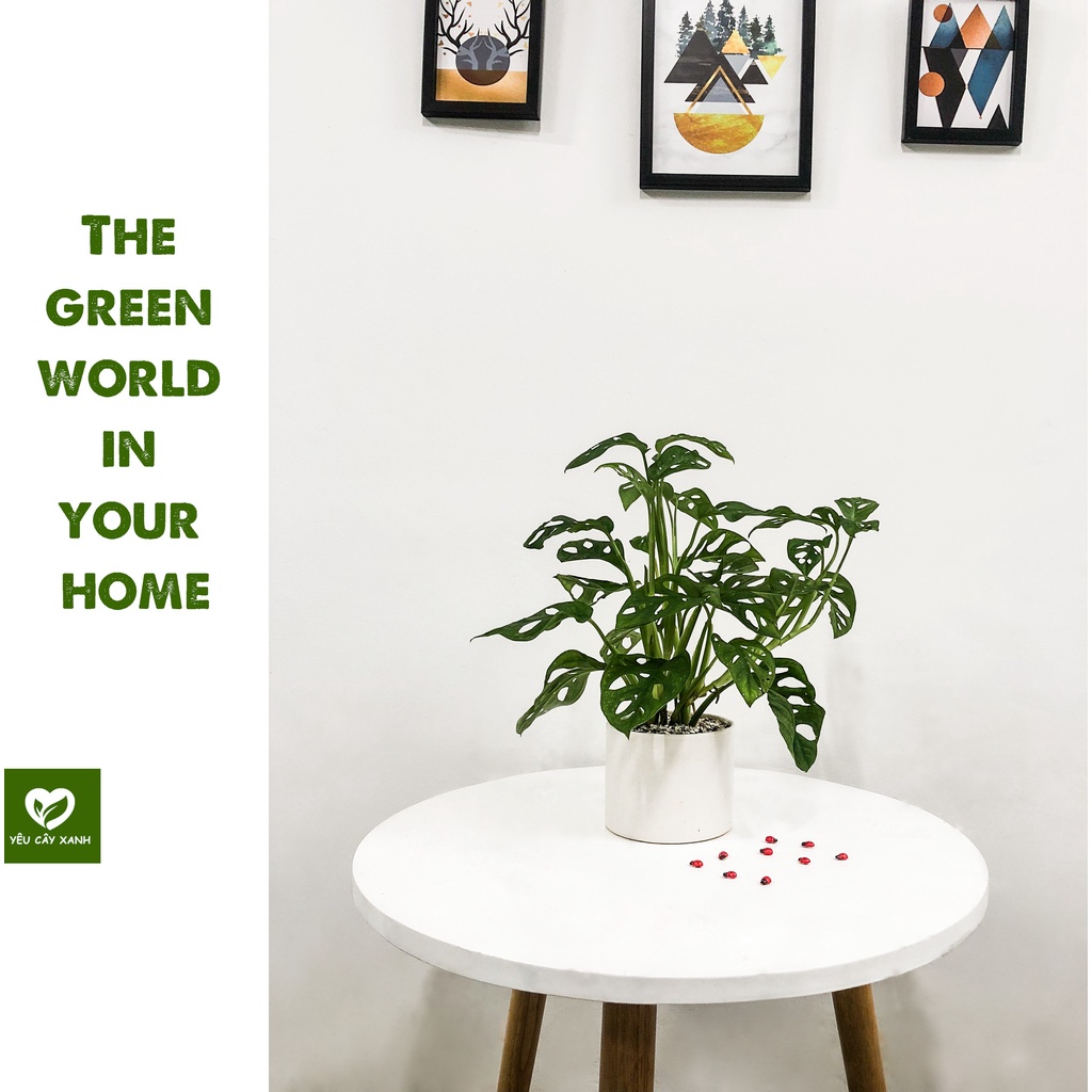 Cây Trầu Bà Lỗ để bàn - Monstera obliqua