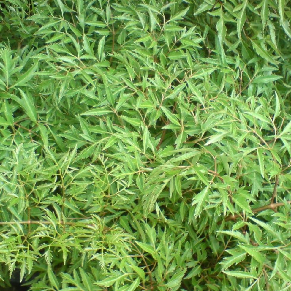 200gr Trà Lá Đinh Lăng Nếp Vườn Trồng Sạch, Thơm