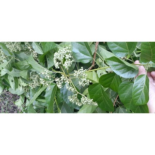Cây Lá Cách giống (1 chậu)