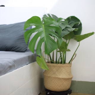 Monstera Deliciosa kèm giỏ cói