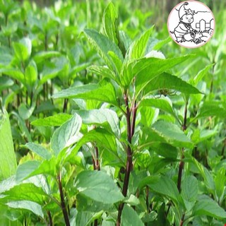 Hạt rau húng quế rau quế - gói 5 gram