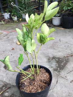 Cây Phật thủ