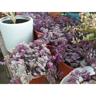 Cây tổ ong hồng, pink lady