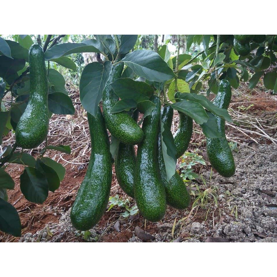 [HCM] Bơ 034 Đà Lạt 1kg - Dẻo, béo, không sơ (3-5 trái/kg) - Nhất Tín Food