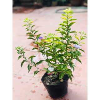 Cây hoa nhài nhật đang hoa thơm (ảnh thật số 2).