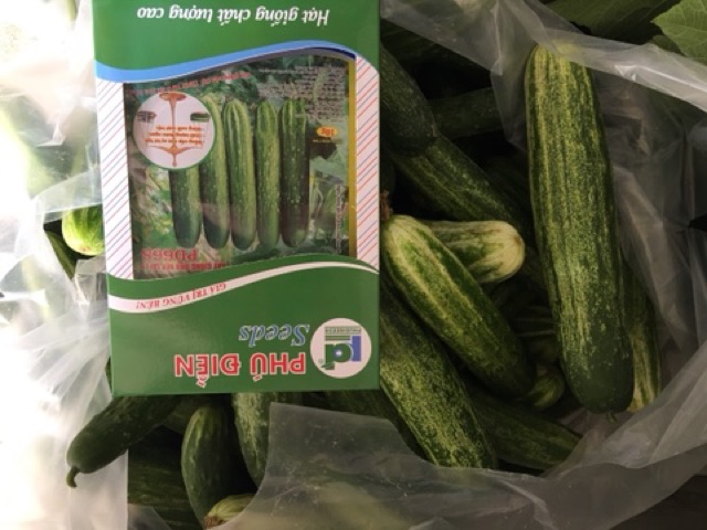 Hạt giống dưa leo nếp F1 PD668