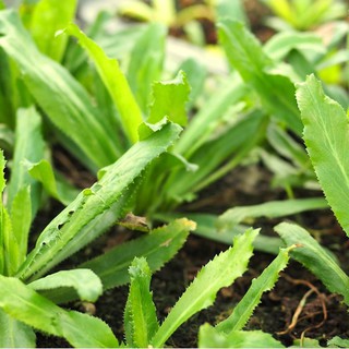 10g HẠT GIỐNG NGÒ GAI