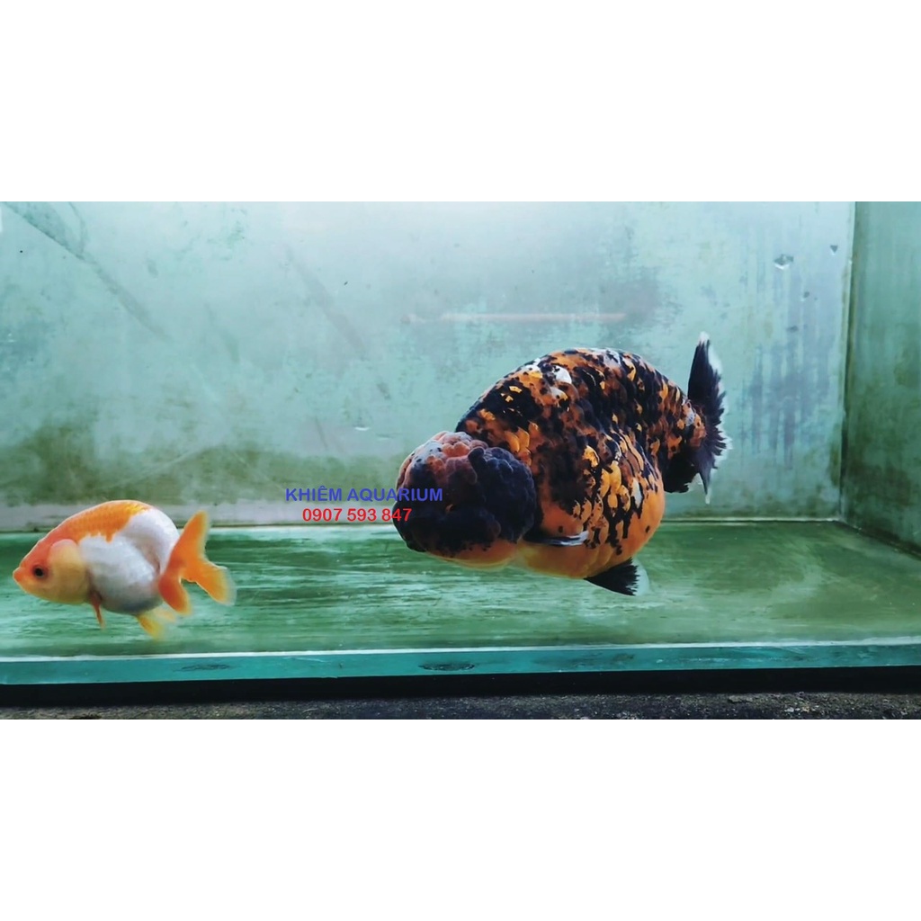 Thức ăn hằng ngày cho cá vàng Sun Sun Goldfish Balance cám tăng trưởng body,màu