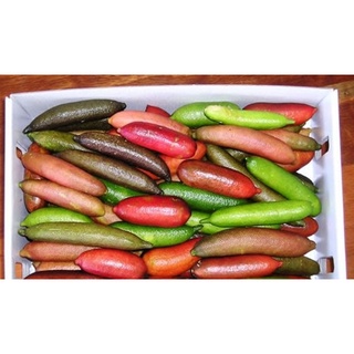 Hạt giống Chanh ngón tay - Nảy mầm tốt - Tặng kèm 1 gói bón lá và 1 gói kích nảy mầm, có tờ hướng dẫn trồng