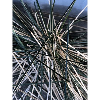 Tre, nứa làm lồng đèn, làm khung trang trí