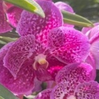 lan vanda.vanda lai chất lượng