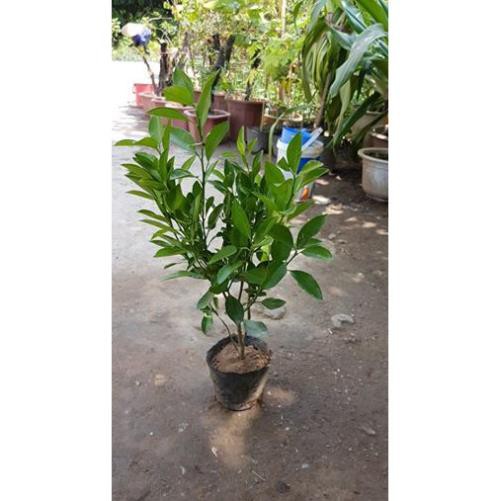 Cây giống quất chua dễ trồng sai quả - Tặng cây me ăn lá