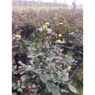 cây hoa Hồng vàng pháp ( Cao 50cm trở lên)