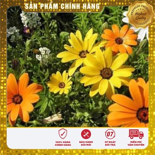 COMBO 5 gói hạt giống hoa cúc mặt trời châu phi Lì Xì 2 phân bón