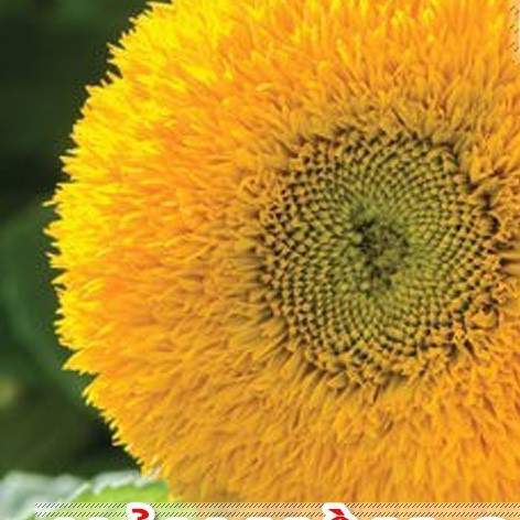 30h Hạt Giống Hoa Hướng Dương Lùn luckyseed hạt siêu rẻ