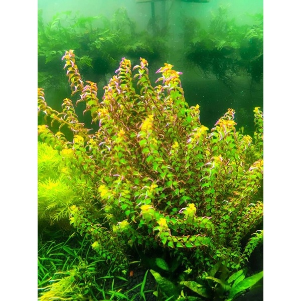 ROTOLA PEARL 15 NGỌN