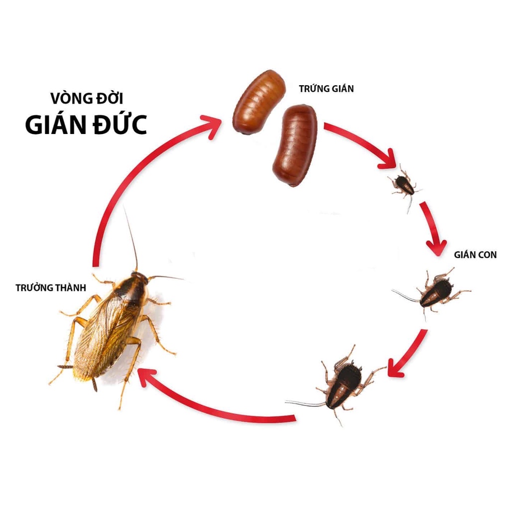 Gel Diệt Gián Blattanex  Chính Hãng tuýp 12 gam