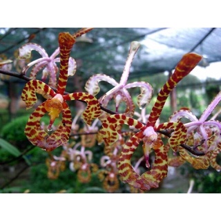 Hoa lan đột biến bò cạp sỉ 2k( bó 10 thân)