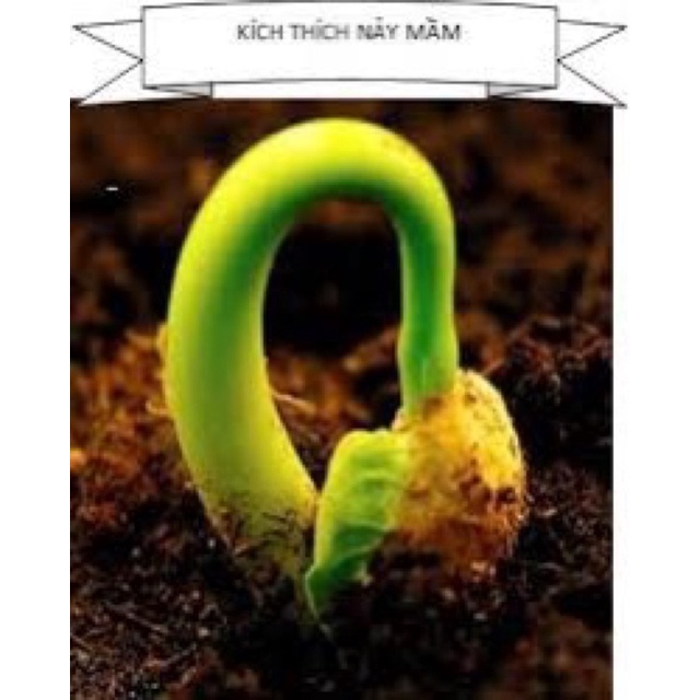 Kích thích nảy mầm, tăng tỷ lệ nảy mầm hiệu quả cao 100%