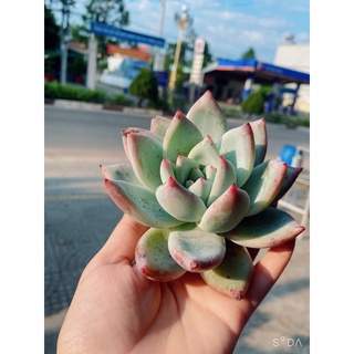 Sen đá bạch đế