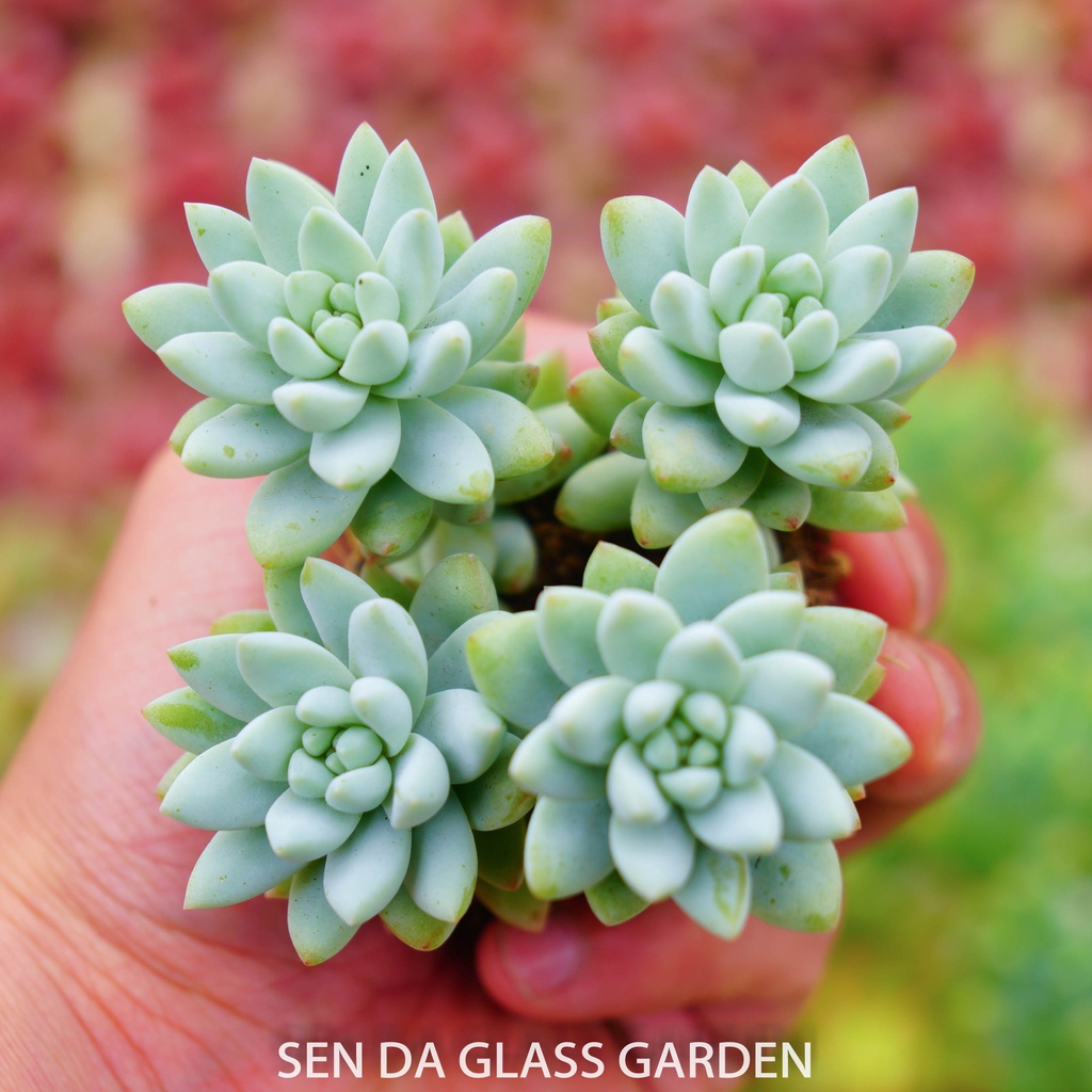 Sen đá chuỗi ngọc lam size GLASS GARDEN mini 3-4cm, sen đá mini Đà Lạt