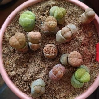 Lithops khách đặt. 3 cây loại 20k