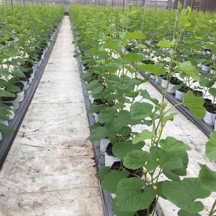 Sợi se nông nghiệp, dây treo dưa lưới, đan giàn dây leo, căng giàn dưa chuột
