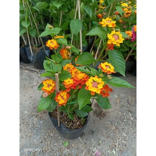 Cây Trâm Ổi (Hoa Ngũ Sắc)