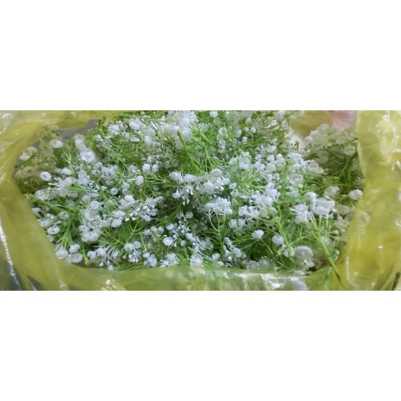 Cỏ điểm babi bông bi búp giúp điểm hoa thêm đẹp. Loại cỏ rời tính theo lạng | BigBuy360 - bigbuy360.vn