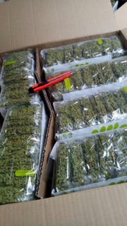 BÚN RAU CHÙM NGÂY