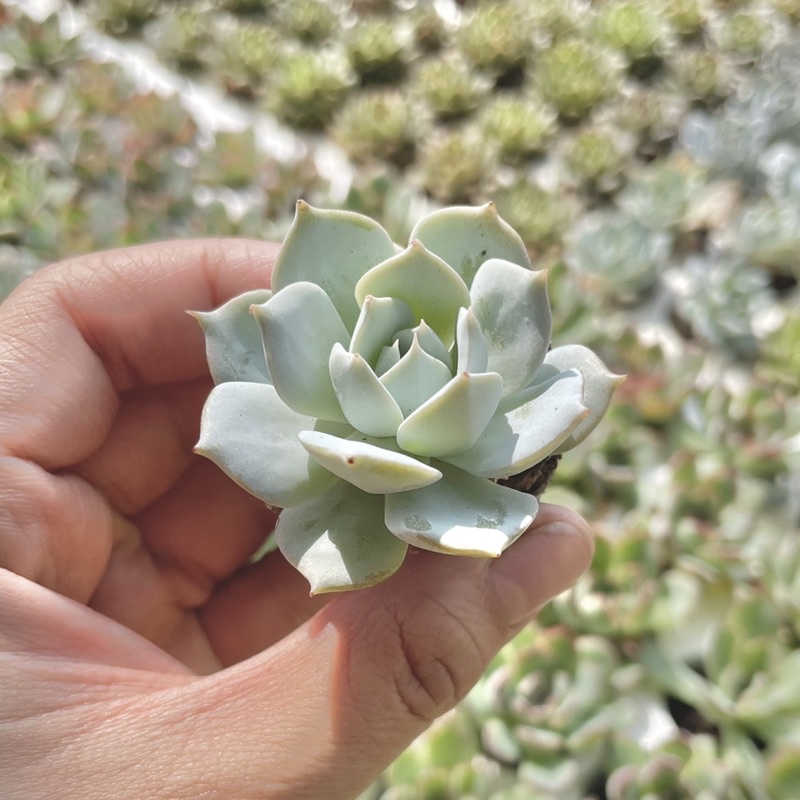 Sen Đá Ngọc Trinh Mini ( 3cm - 4cm )
