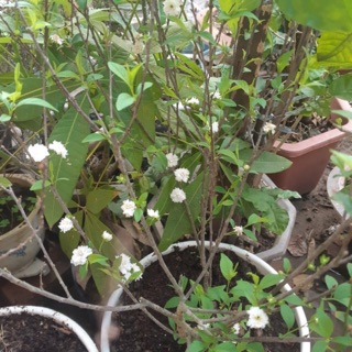 Cây giống nhất chị mai nhỏ