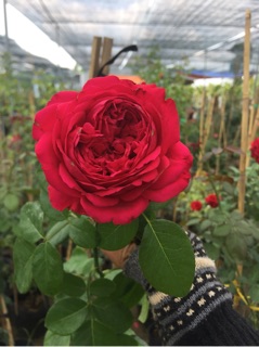 Hồng leo Pháp Red eden