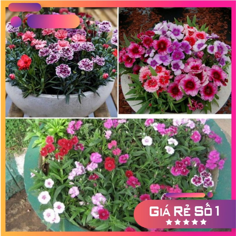 100H - Hạt giống hoa cẩm chướng lùn mix màu siêu xinh