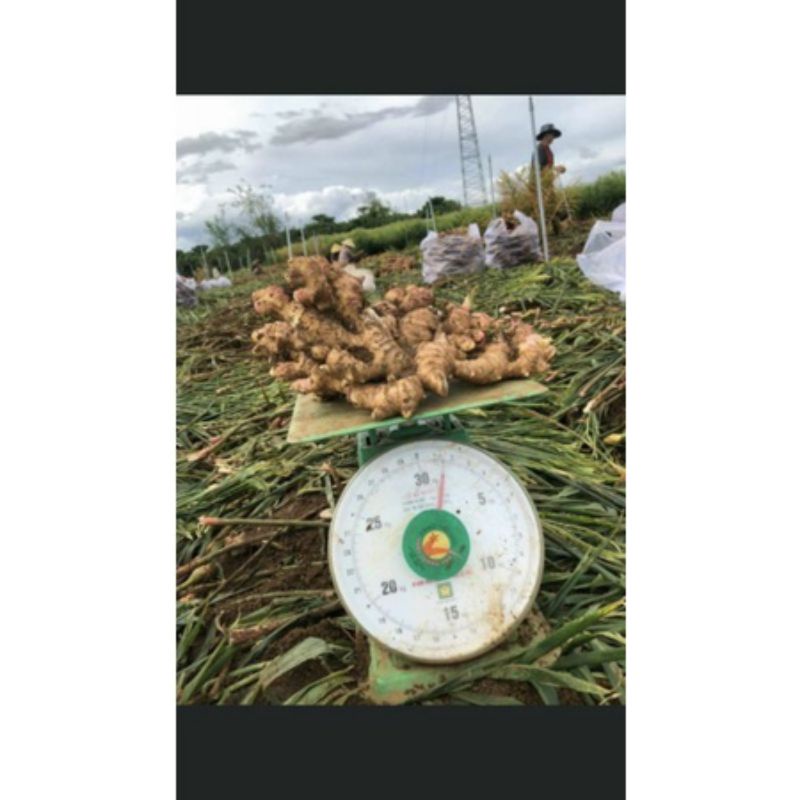 CỦ GỪNG TƯƠI - GỪNG CAY THƠM NỒNG